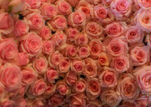 نمو الزراعة بسرعة له قواعد إعرفها في أذواق (بيكسيل)